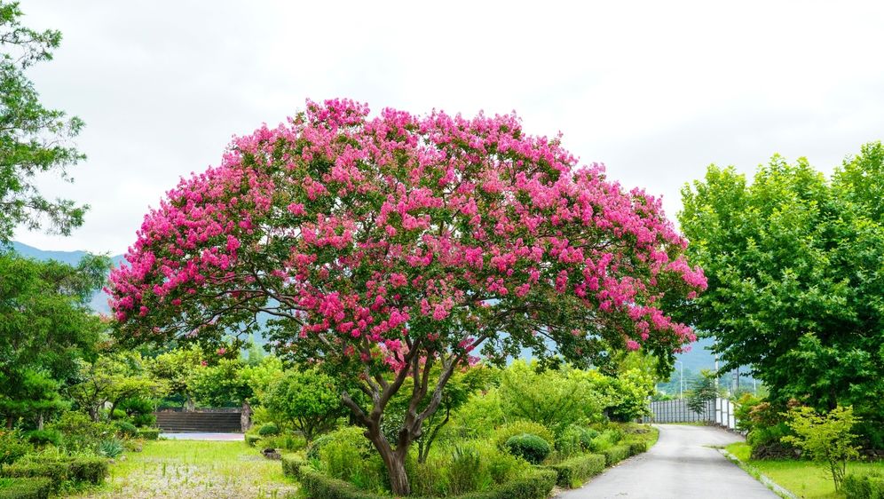 10 najljepših stabala za vrt