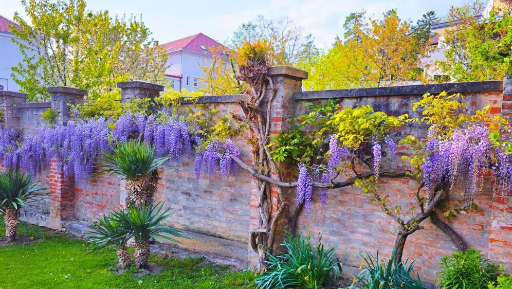 Glicinije naših čitateljica