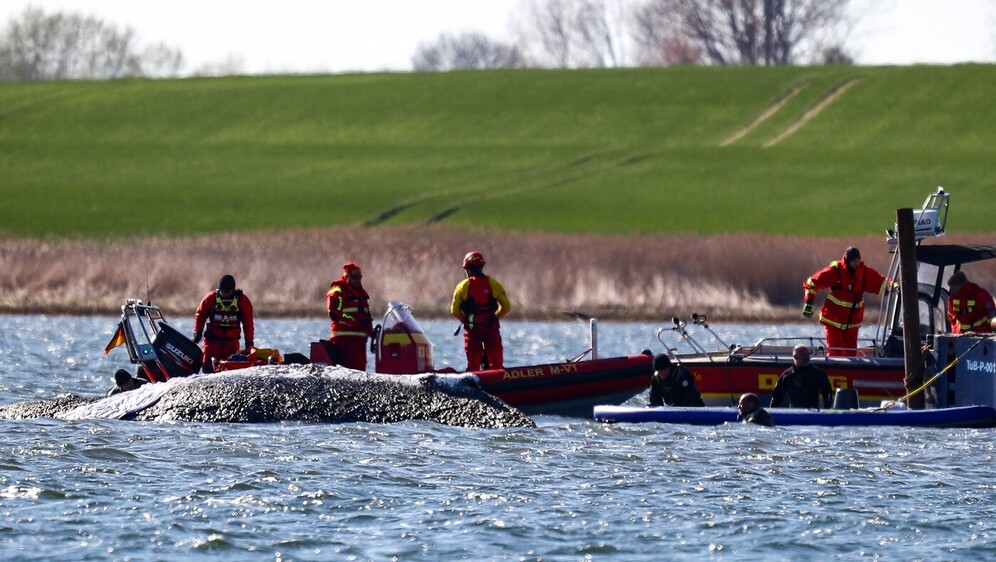 Nasukani grbavi kit Timmy