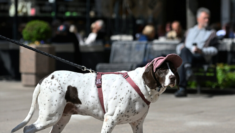 Pas sa špice u Zagrebu