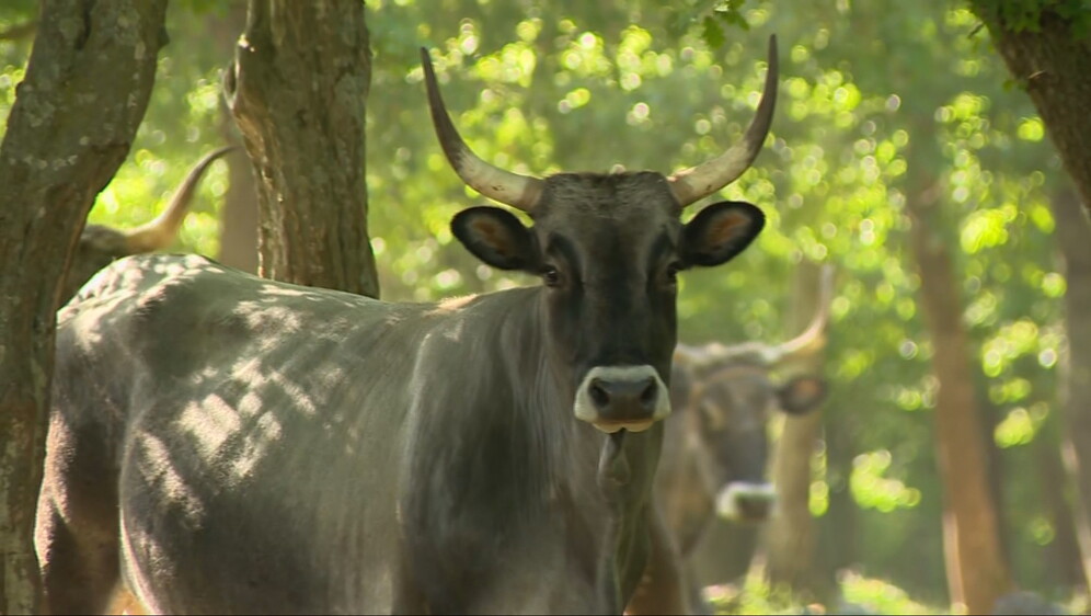 Istarske ovce i koze