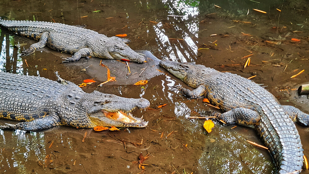 Krokodili, ilustracija