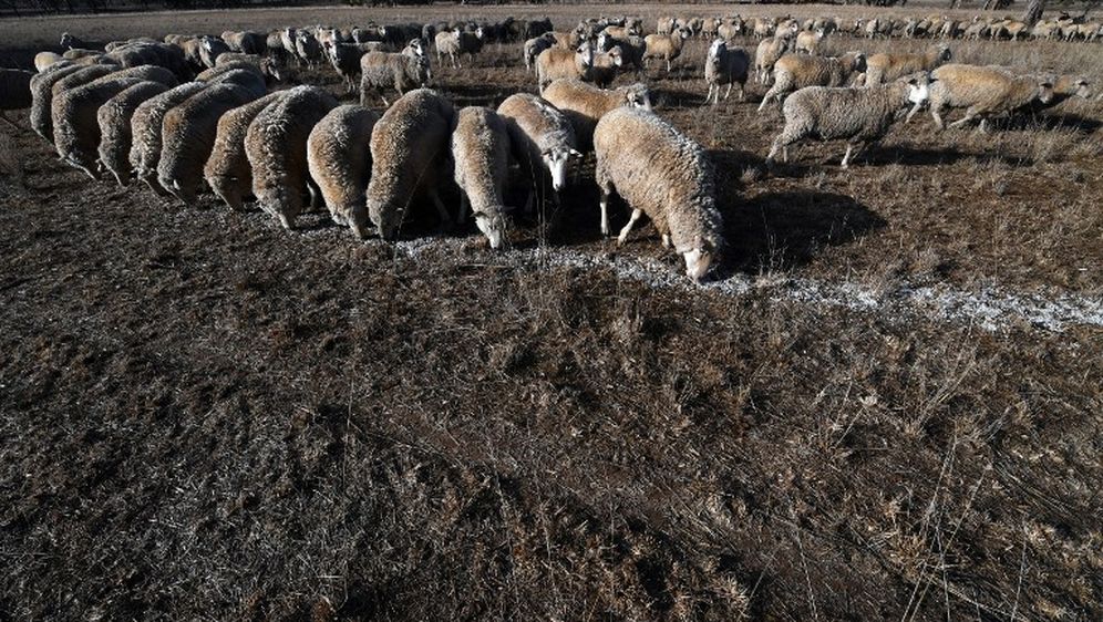 Suša u Australiji (Foto: AFP)