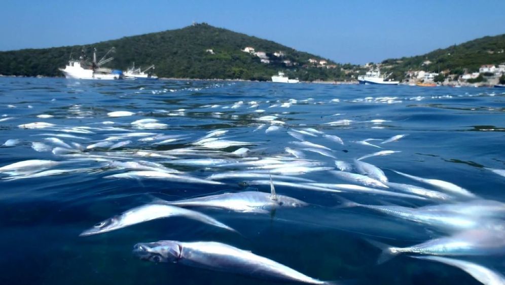 Bacili tisuće mrtvih riba u more (Foto: Dnevnik.hr) - 1