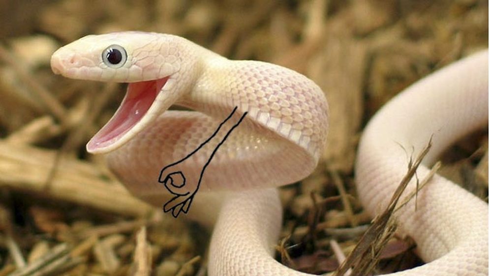 Šašava zmije (Foto: boredpanda.com)