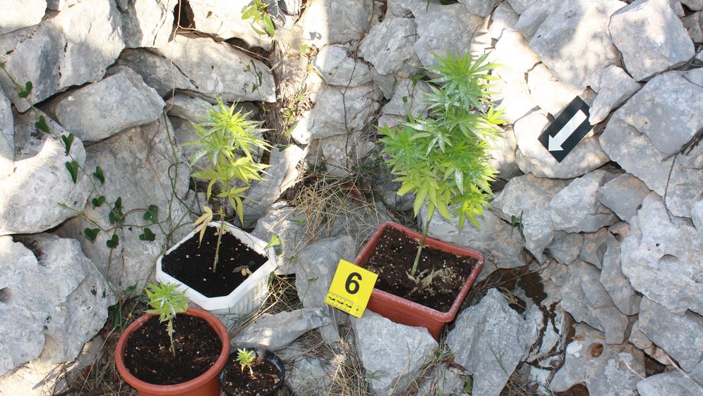 Policija pronašla marihuanu (Foto: PU splitsko-dalmatinska)