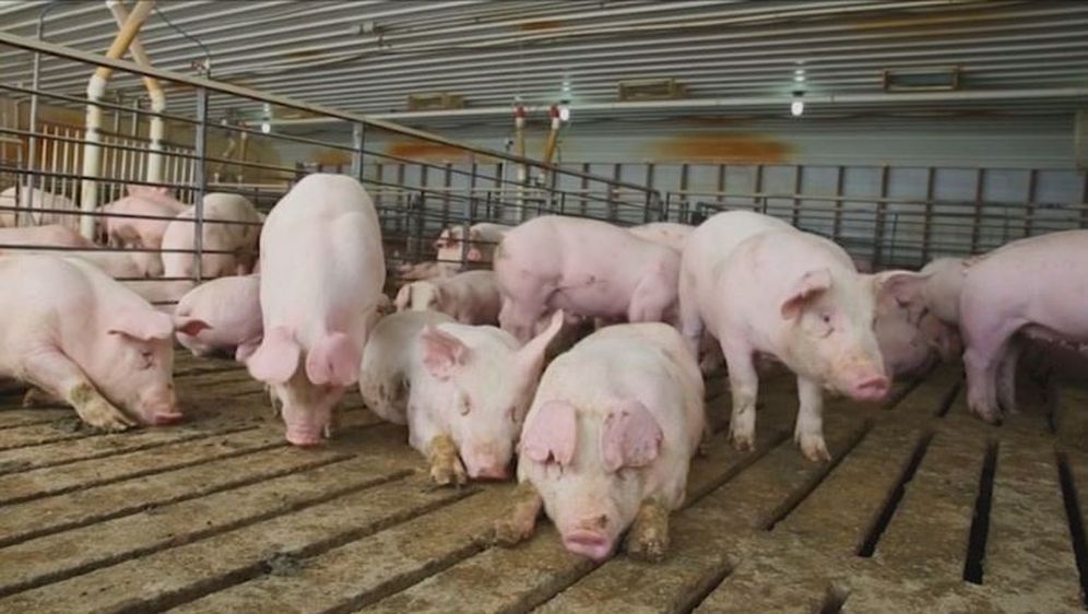 Svinje (Foto: Arhiva/Dnevnik.hr)