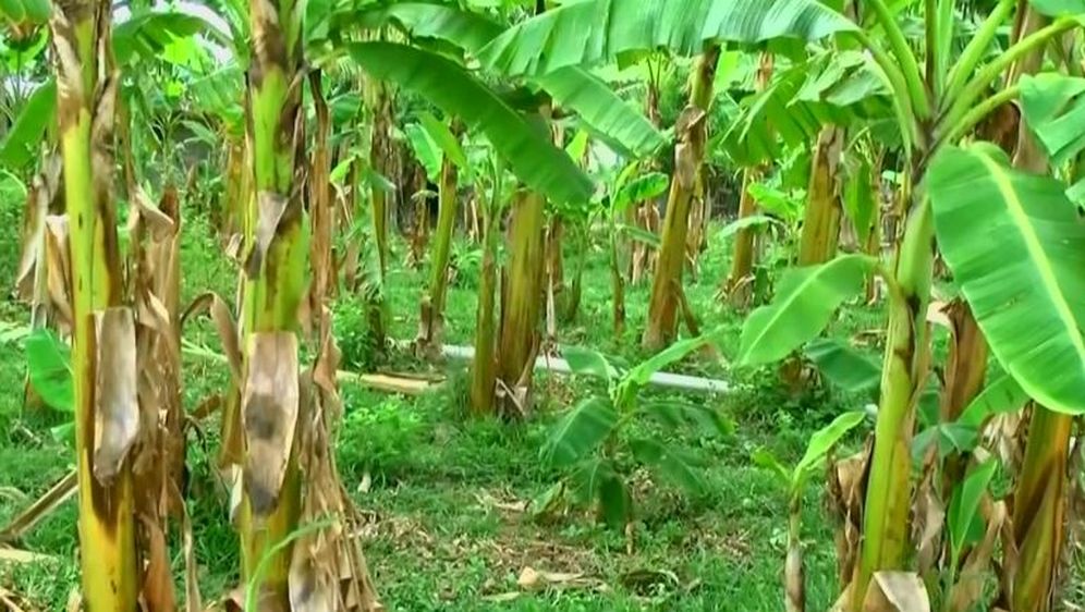 Banane u rastu (Foto: Dnevnik.hr)