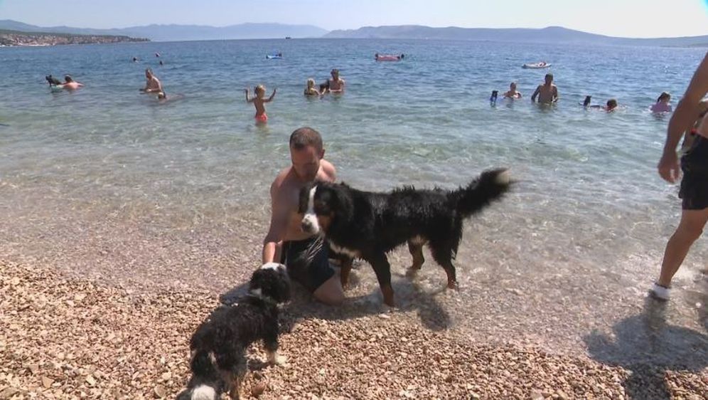 Psi na plaži (Foto: Dnevnik.hr)