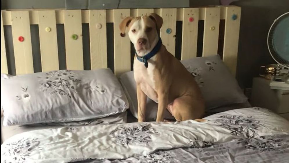 Pit bul (Foto: Screenshot/YouTube)