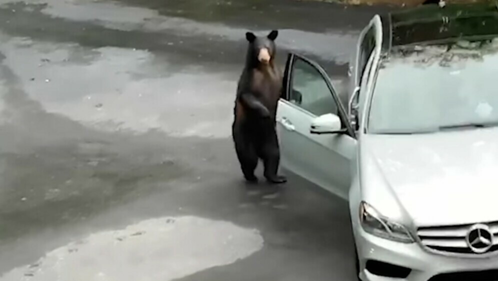 Medvjed provaljuje u auto
