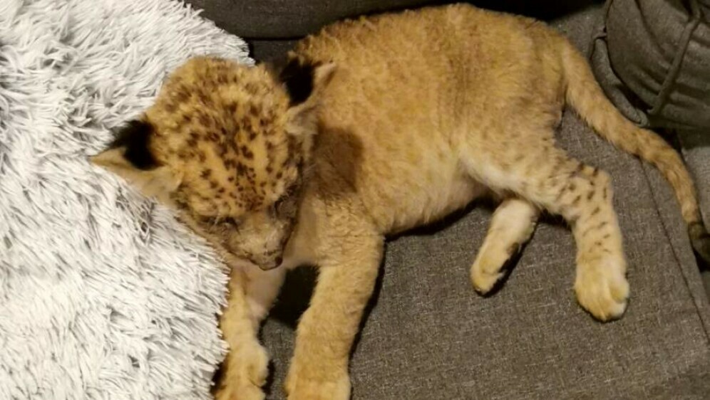 Policija pronašla mladunče lava u stanu