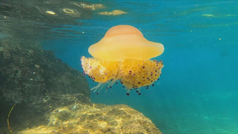 Mediteranska meduza kod Pule