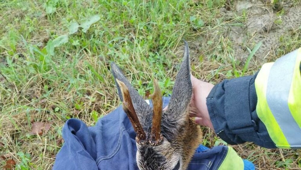 Spašavanje srndaća - 2