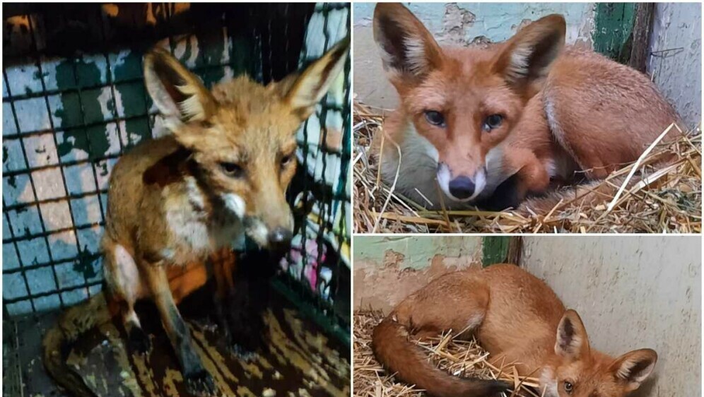 Pronađena lisica u šahtu u Dubravi - 1