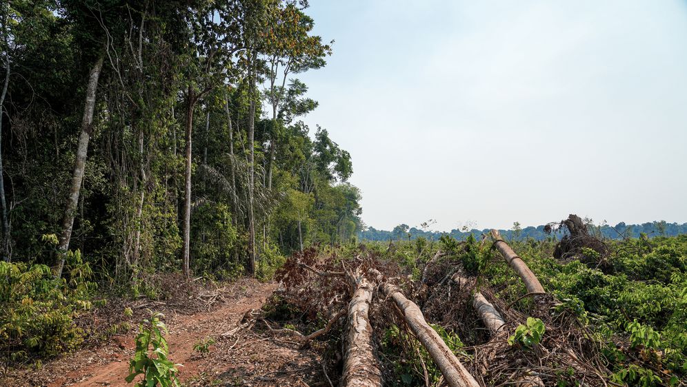 Krčenje šume u Amazoniji, ilustracija