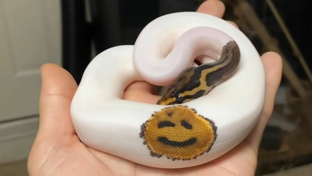 Sretna zmija