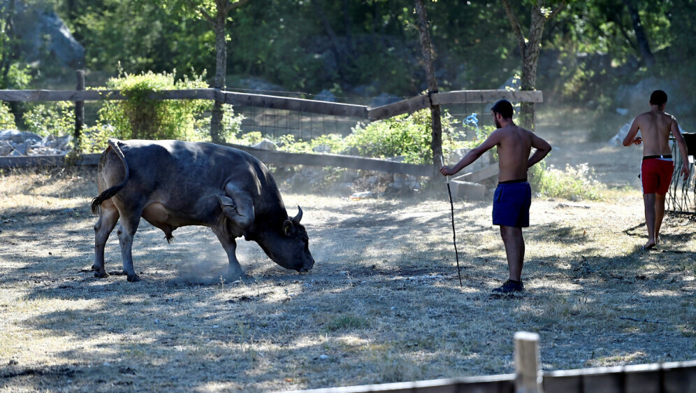 Bik ubio farmera (ilustracija)