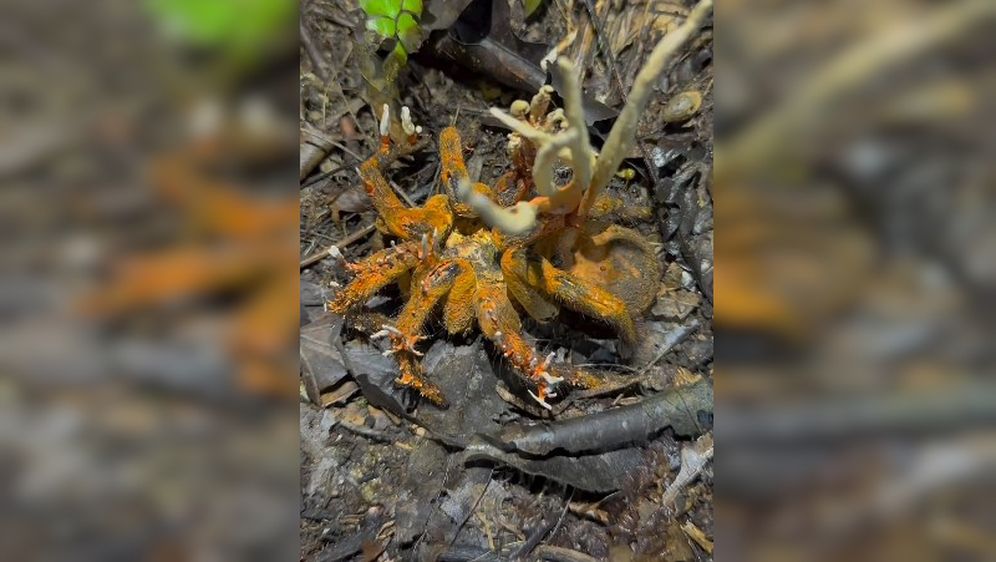 Tarantula zaražena Cordyceps gljivicom