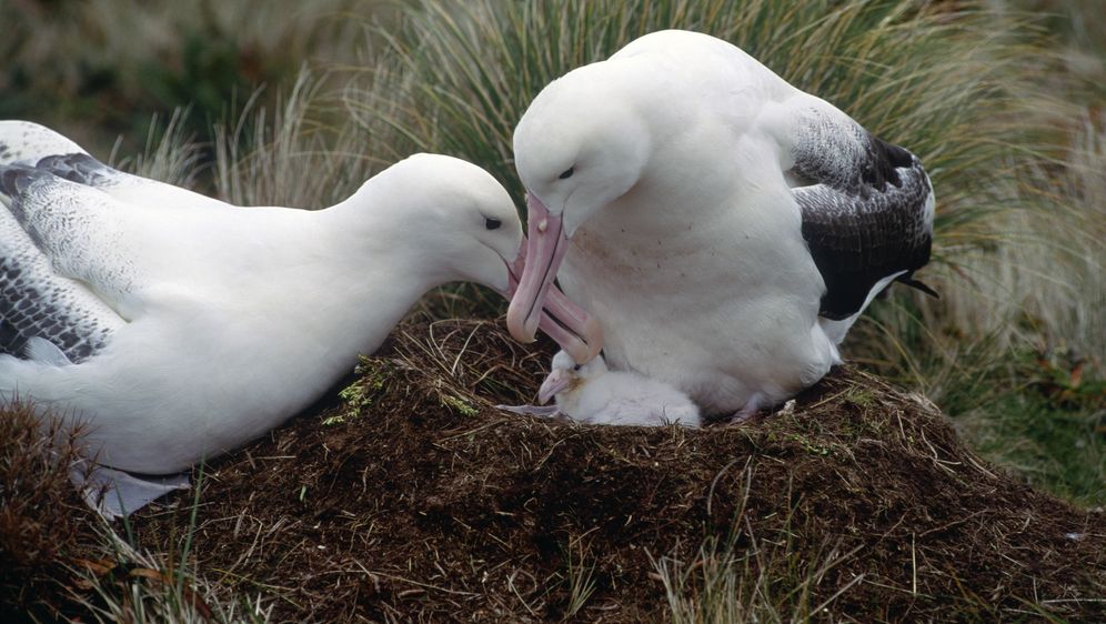 Albatros, ilustracija