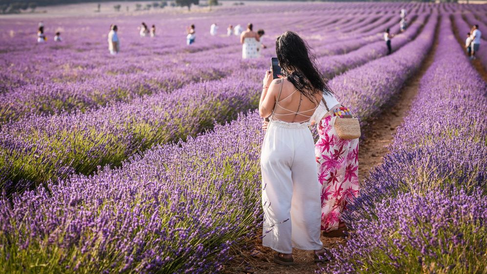 Polja lavande u Brihuegi u Španjolskoj - 10