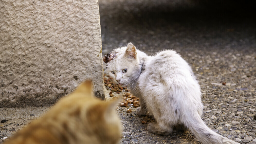 Otkrivena mreža zlostavljača životinja