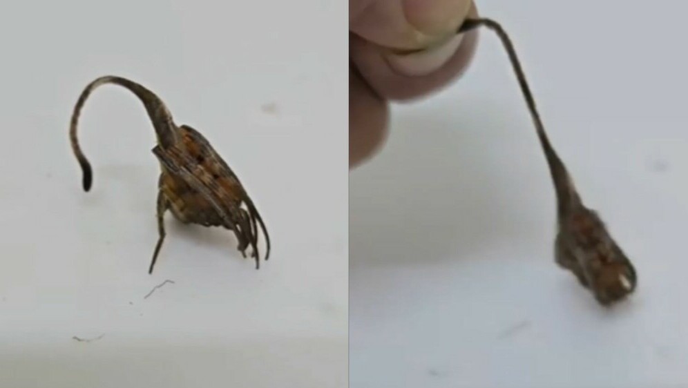 Pauk koji izgleda kao list