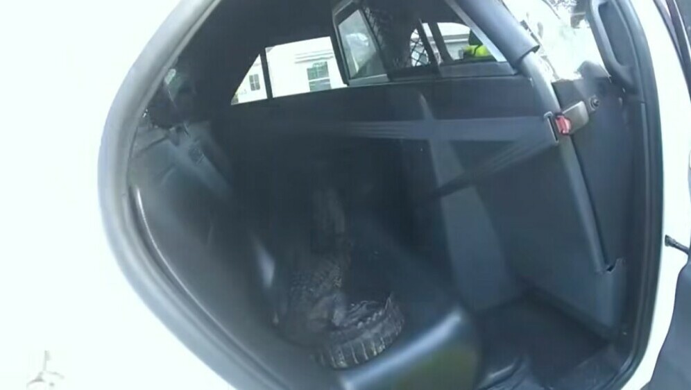 Aligator u policijskom automobilu