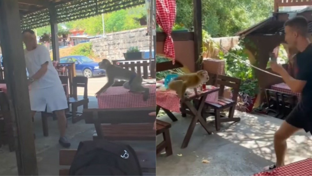 Majmun koji napada goste restorana