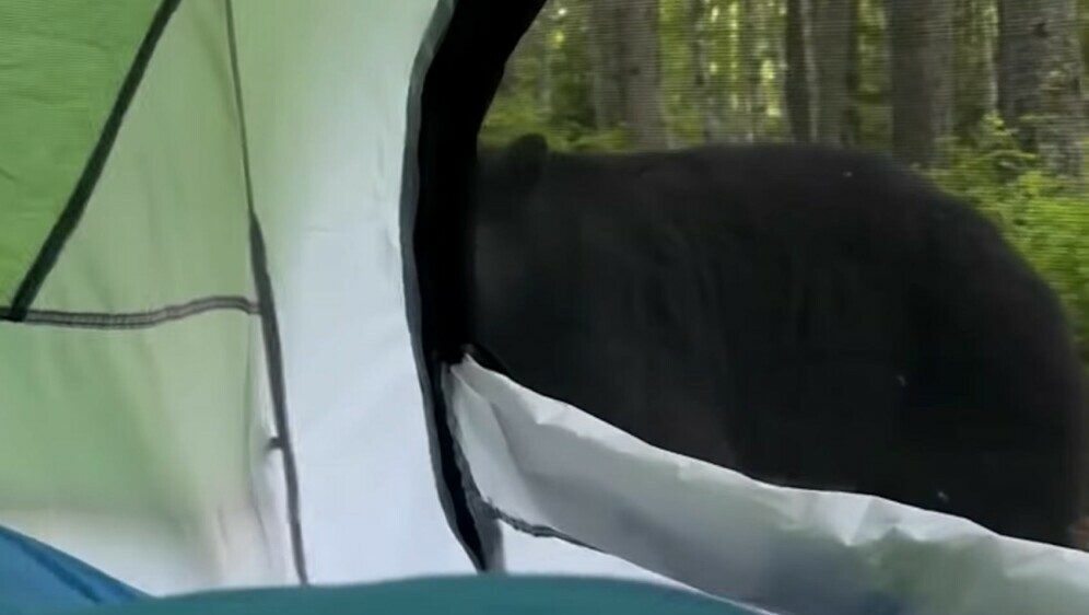 Medvjed ispred šatora