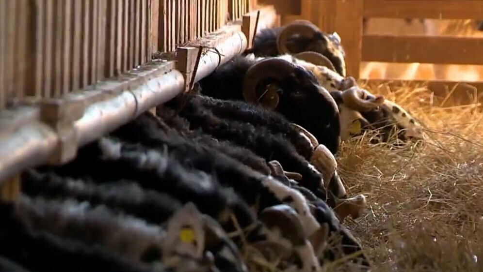 Bolest plavog jezika stigla u Istru - 1