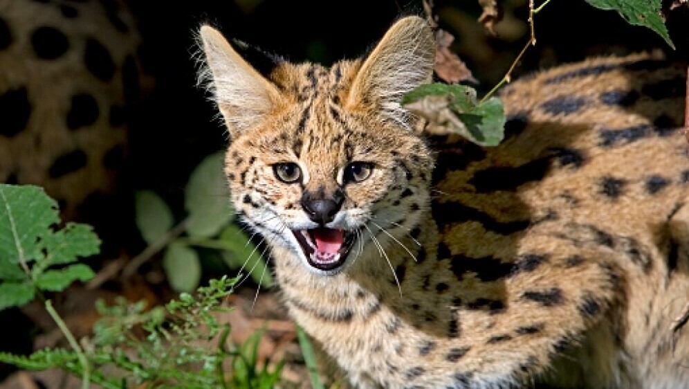 Serval, ilustracija