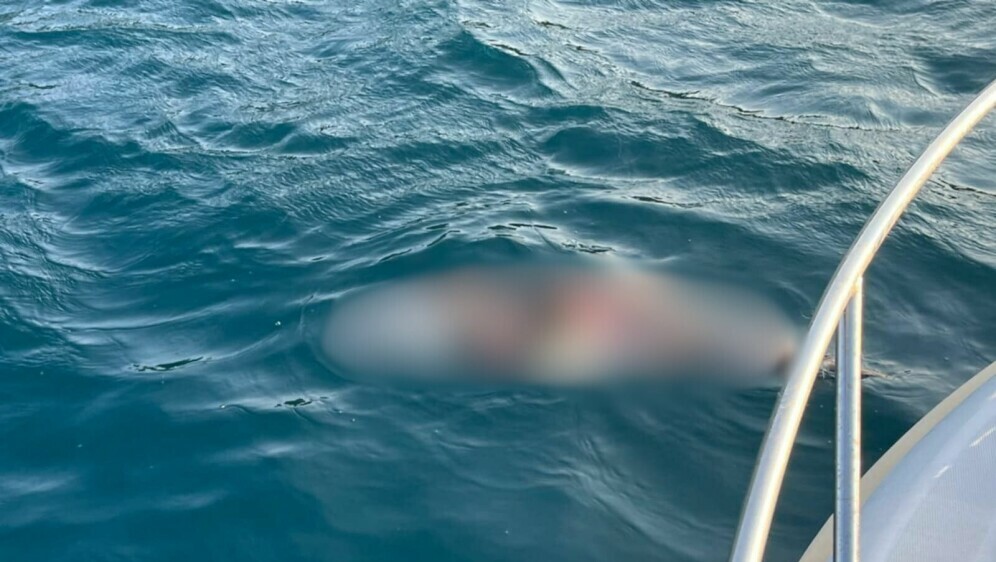 Uginuo dupin na jugu