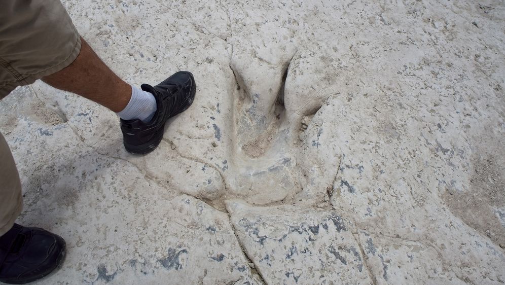 Tragovi dinosaura, ilustracija