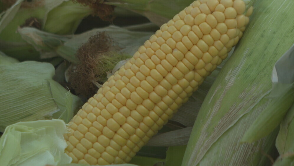 Kukuruz postao luksuz