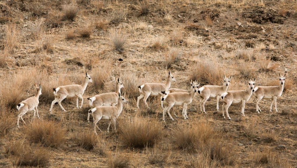 Tibetanske antilope