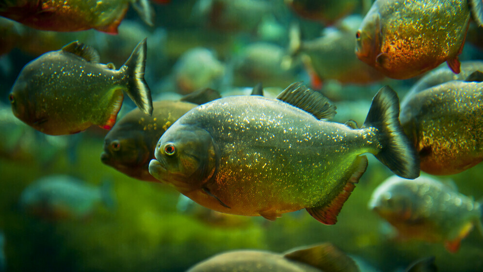 Kako se piše: piranja ili pirana