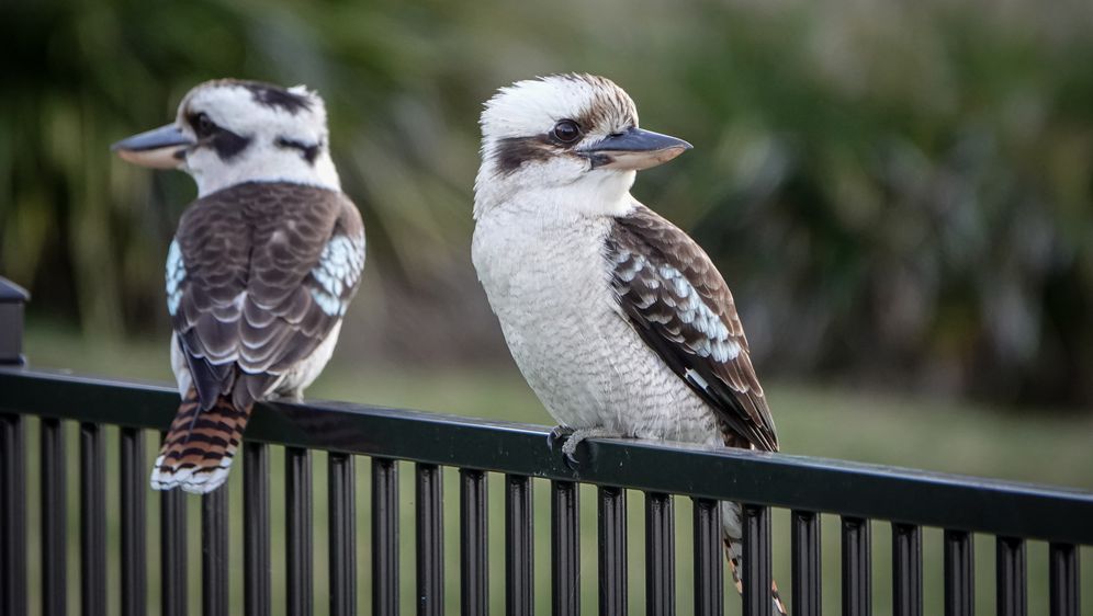 Kukubara (Kookaburra)