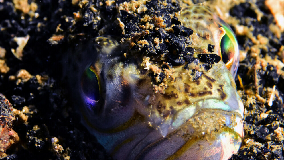 Ribe - Pauk žutac i bijelac - 1