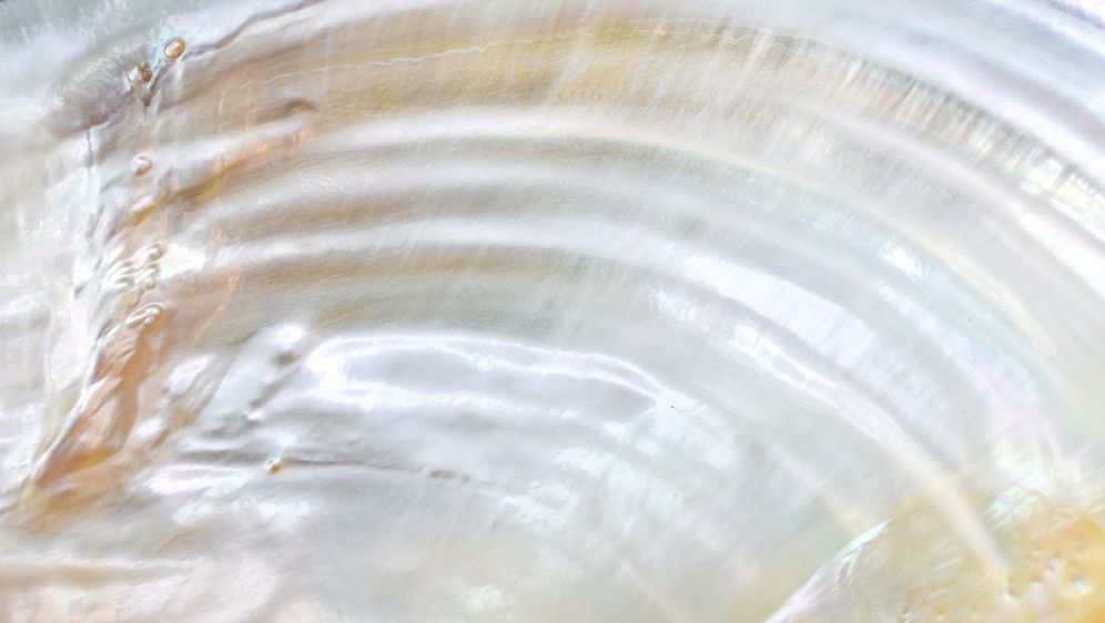 Unutrašnjost školjke, ilustracija