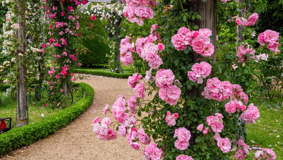 Ruže bez trnja simbol su Velike Gospe