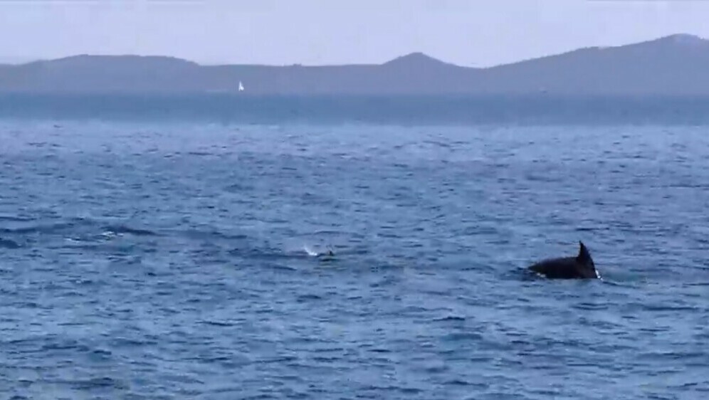 Pronađen mrtvi dupin kod Splita - 1