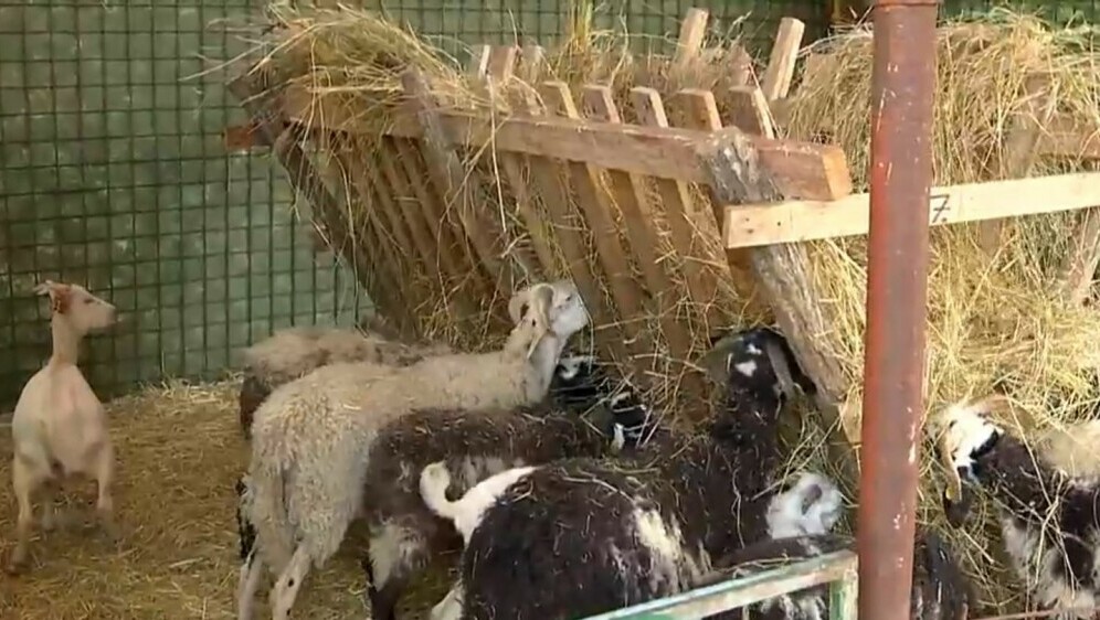 Širi se bolest plavog jezika - 5