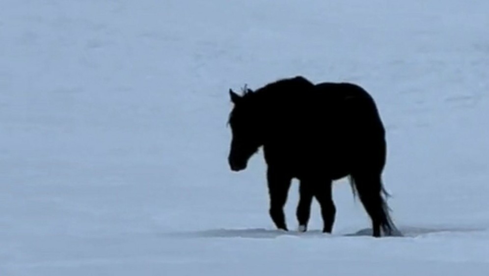 Crni konj u polju punom snijega
