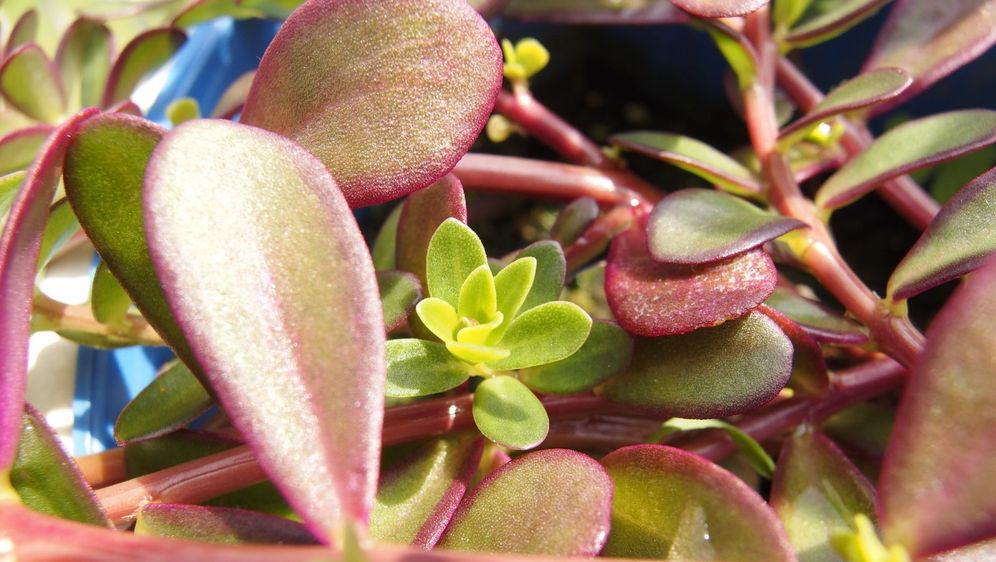 Tušt ili portulak - 6