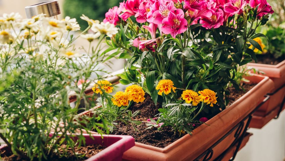 Uz ove savjete vaše će biljke prodisati