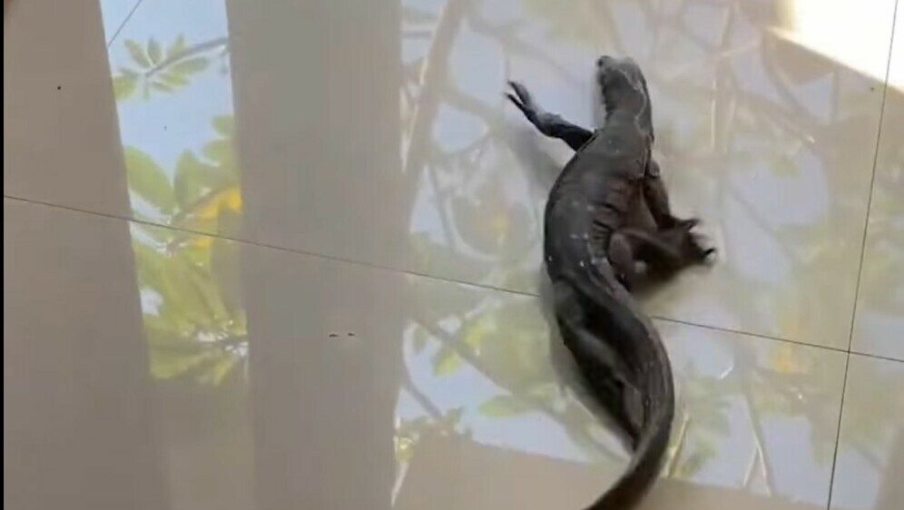 Gušter na pločicama