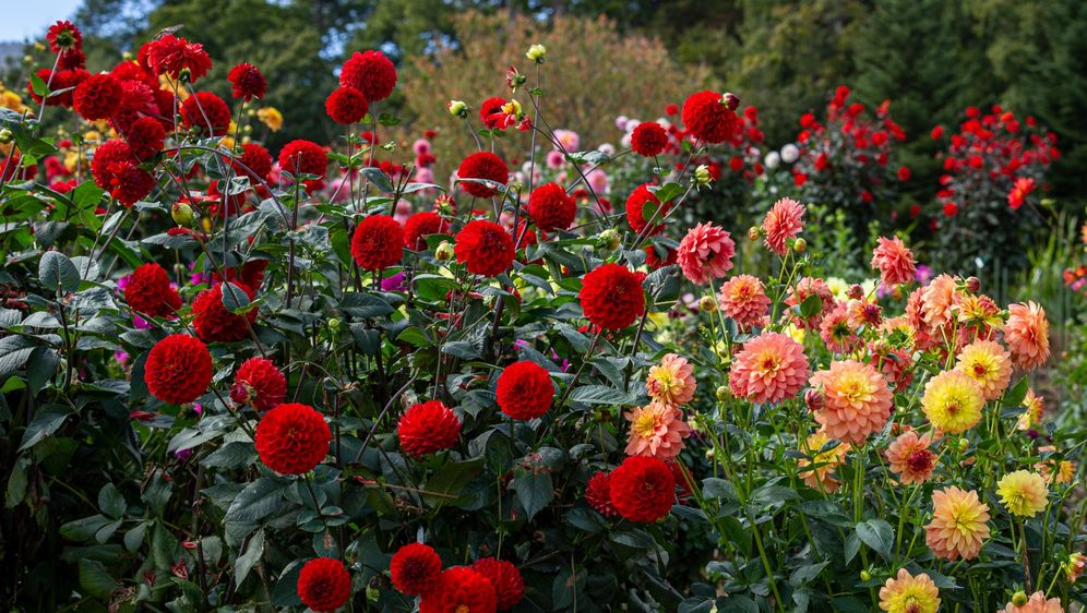 Dalije su među cvijećem koje vole kasno ljeto