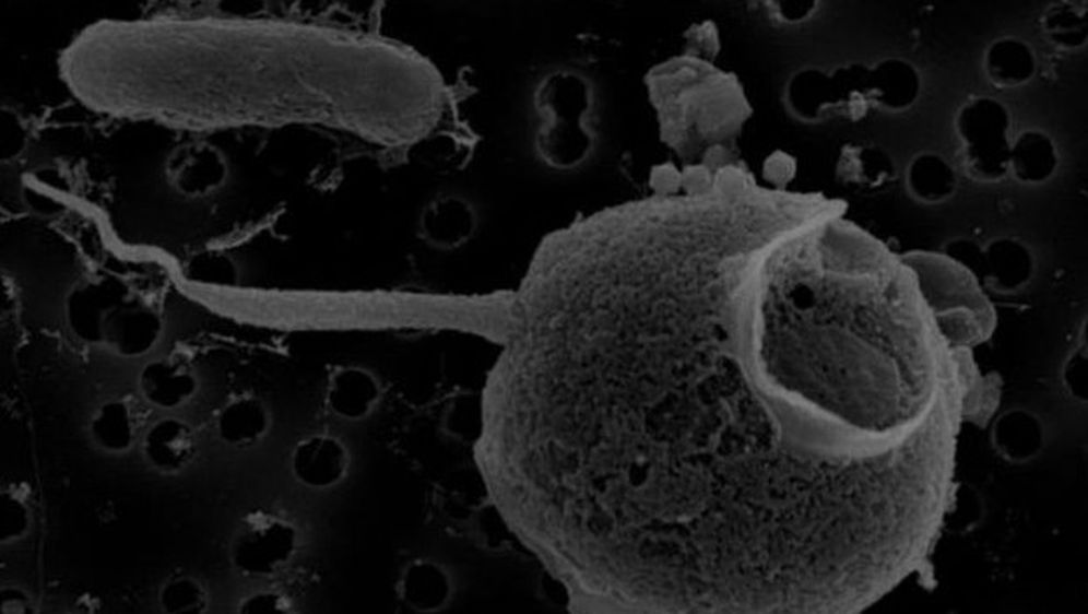 Virus PelV-1 napada plankton