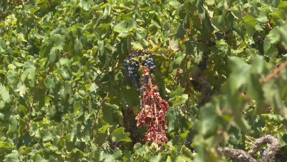 Dobra godina za Dingač